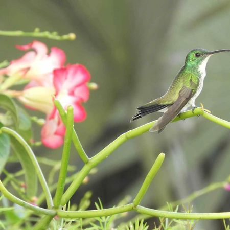 Apartmán Casarao Da Fonte São Luís Exteriér fotografie
